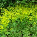 Smyrnium perfoliatum (2)